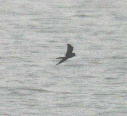 Wilson's Storm-Petrel