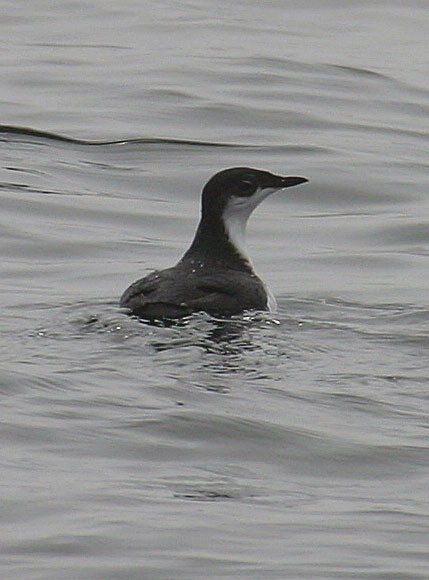 Xantus's Murrelet