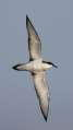 Buller's Shearwater