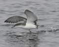 Buller's Shearwater