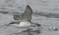 Buller's Shearwater