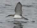 Buller's Shearwater