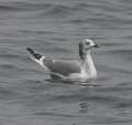 Sabine's Gull