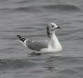 Sabine's Gull