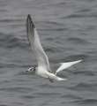 Sabine's Gull