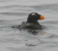 Tufted Puffin