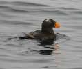 Tufted Puffin