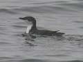 Xantus's Murrelet