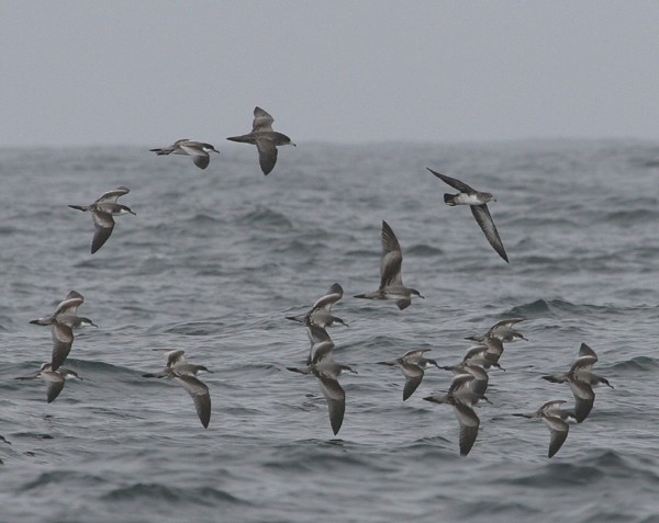 Shearwater Flock