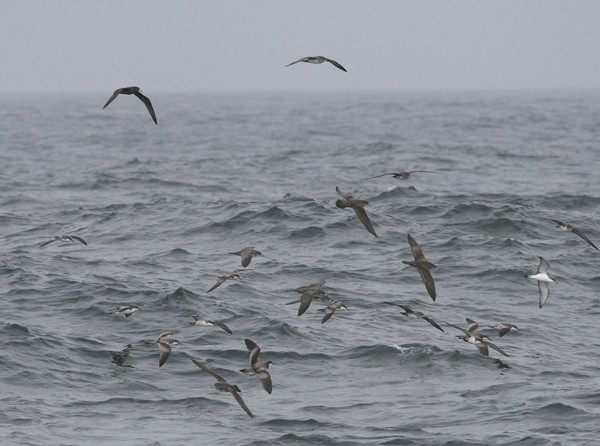 Flesh-footed and Buller's Shearwaters