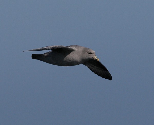 Northern Fulmar