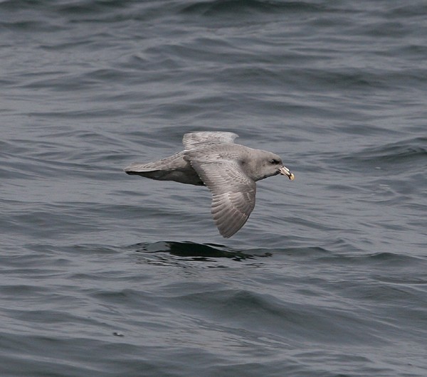 Northern Fulmar