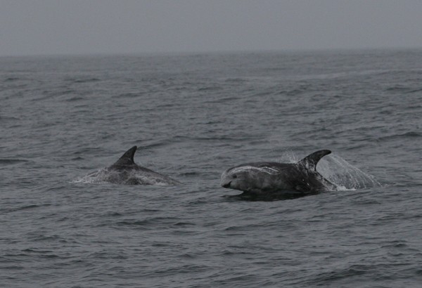 Risso's Dolphins