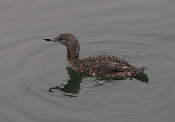 Red-throated Loon