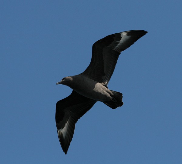 South Polar Skua