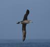 Black-footed Albatross
