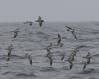 Shearwater Flock