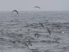 Flesh-footed and Buller's Shearwaters