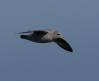Northern Fulmar