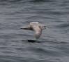 Northern Fulmar