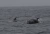 Risso's Dolphins