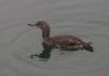 Red-throated Loon