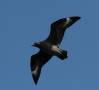 South Polar Skua