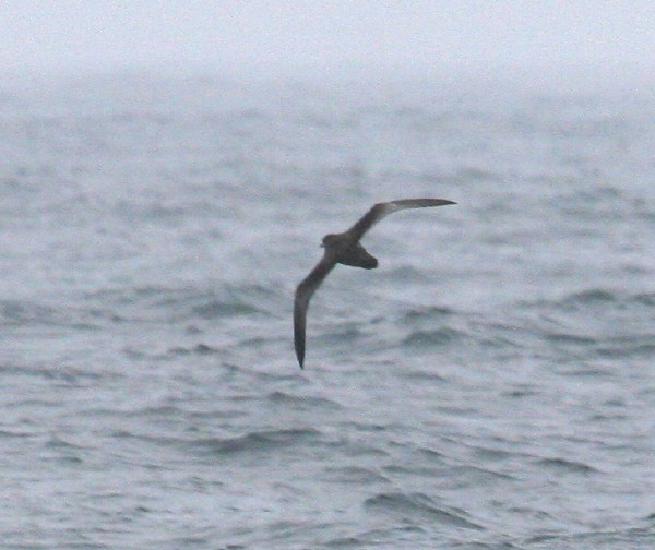 Wedge-tailed Shearwater