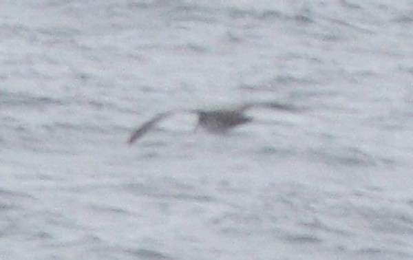 Wedge-tailed Shearwater