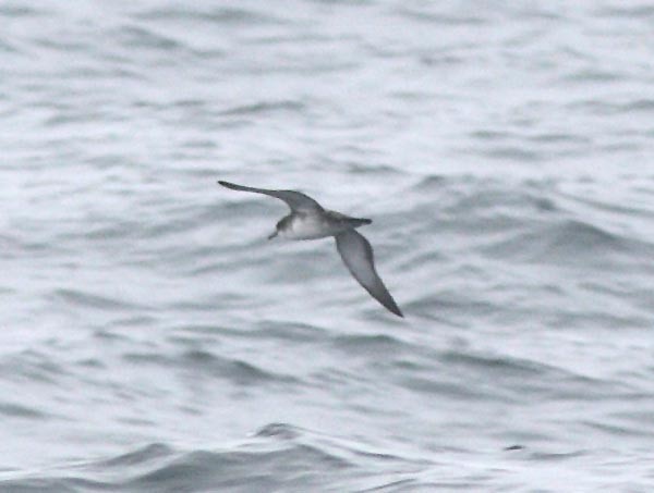 Wedge-tailed Shearwater
