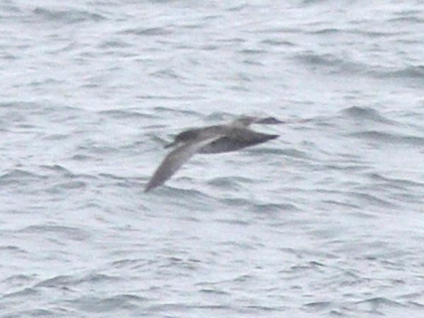 Wedge-tailed Shearwater