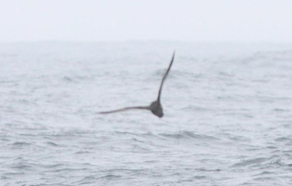 Wedge-tailed Shearwater