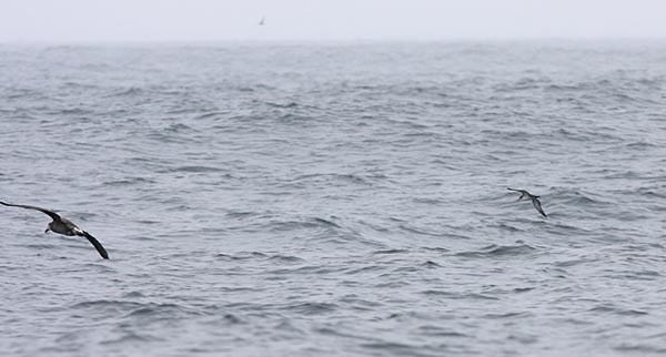 Wedge-tailed Shearwater