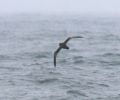 Wedge-tailed Shearwater