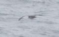 Wedge-tailed Shearwater