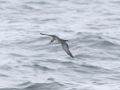 Wedge-tailed Shearwater
