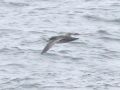 Wedge-tailed Shearwater