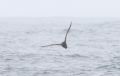 Wedge-tailed Shearwater