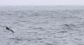 Wedge-tailed Shearwater