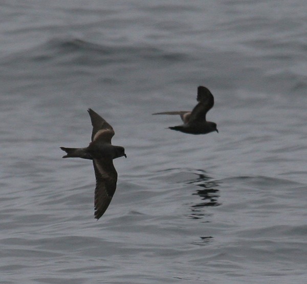 Ashy Storm-petrels