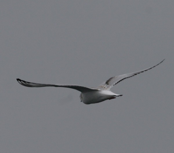 Bonaparte's Gull
