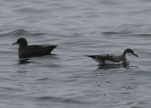 Shearwaters