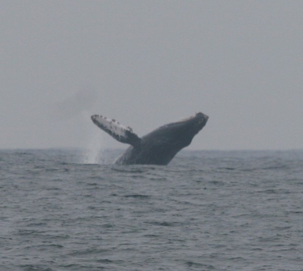 Humpback Whale