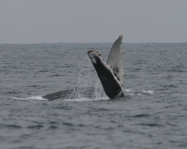 Humpback Whale