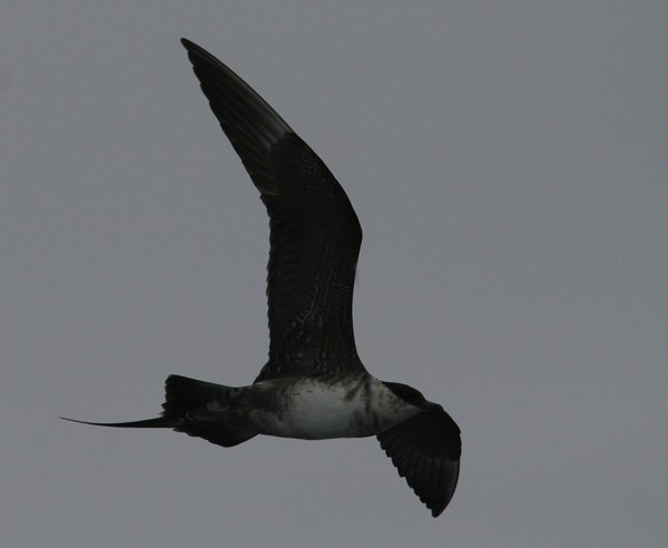 Long-tailed Jaeger