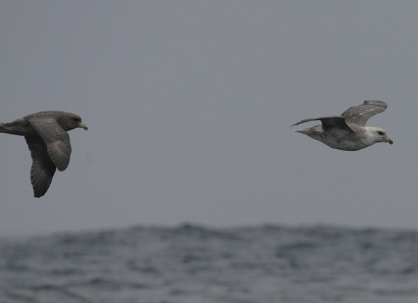 Northern Fulmars
