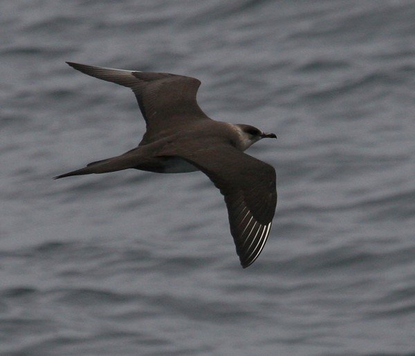 Parasitic Jaeger