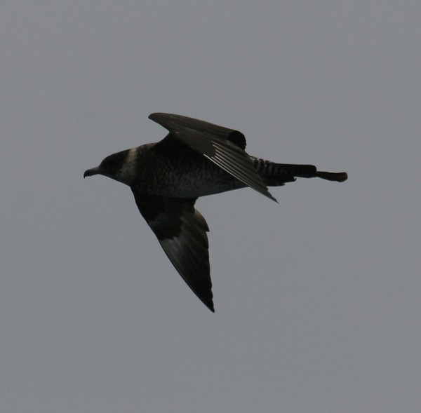 Pomarine Jaeger