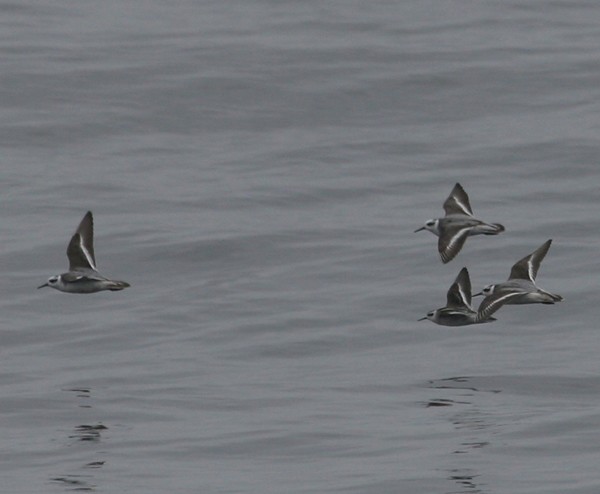Phalaropes