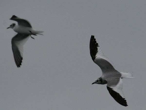 Sabine's Gulls